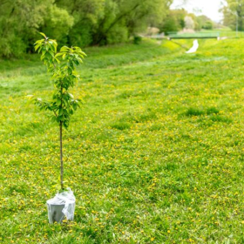 Peste 15.000 de puieți vor fi plantați în Parcul Tineretului din București