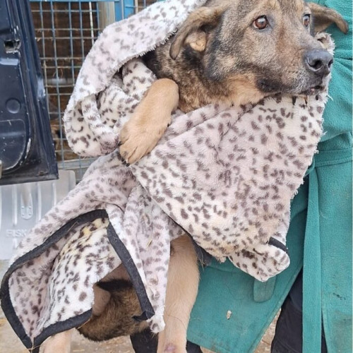 14 câini adoptați în Franța și Marea Britanie