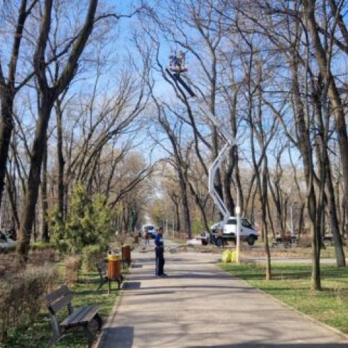 Primăria Sectorului 1 a început îngrijirea arborilor din Parcul Bazilescu