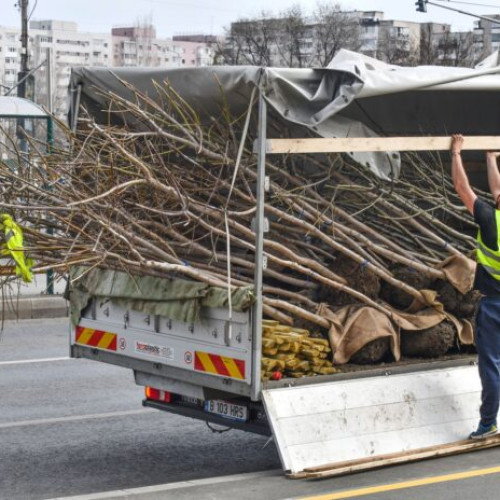 Primăria Sectorului 6 demarează campania de plantare a copacilor