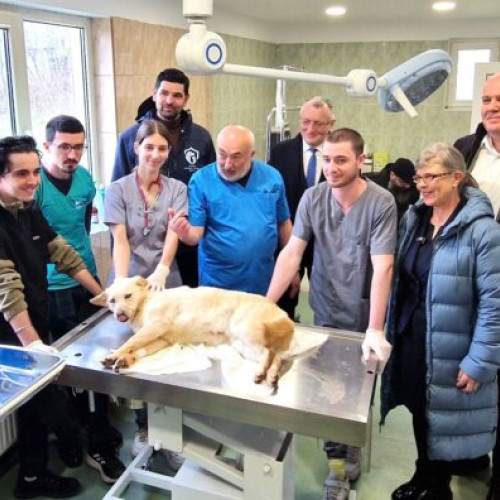 Primăria Sectorului 1 lansează &quot;Căsuța Veterinarului&quot; pentru câinii fără stăpân