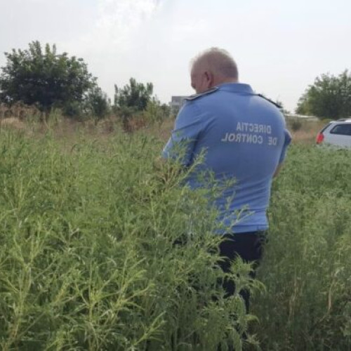 Primăria Sectorului 5 reamintește obligațiile legale privind ambrozia