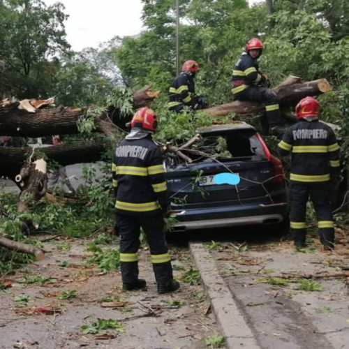 Copac căzut pe strada General Constantin Budisteanu, fără victime