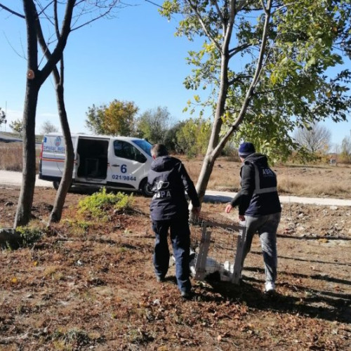 Număr record de câini abandonați în București: 253 de animale ridicate în luna mai