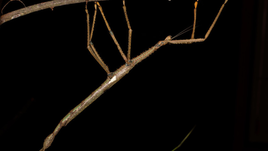 Video „Monstrul” descoperit în copacii Australiei: o insectă-băț de 40 de centimetri care cântărește cât o minge de golf