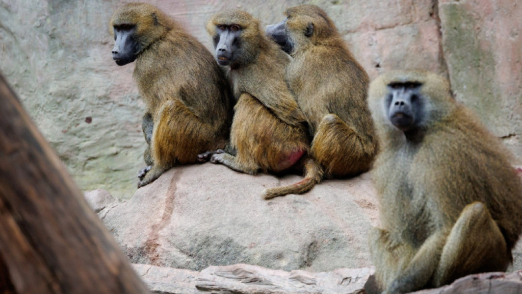 „Masacrul babuinilor” din Nürnberg: grădina zoologică germană a hrănit leii cu carnea primatelor sacrificate