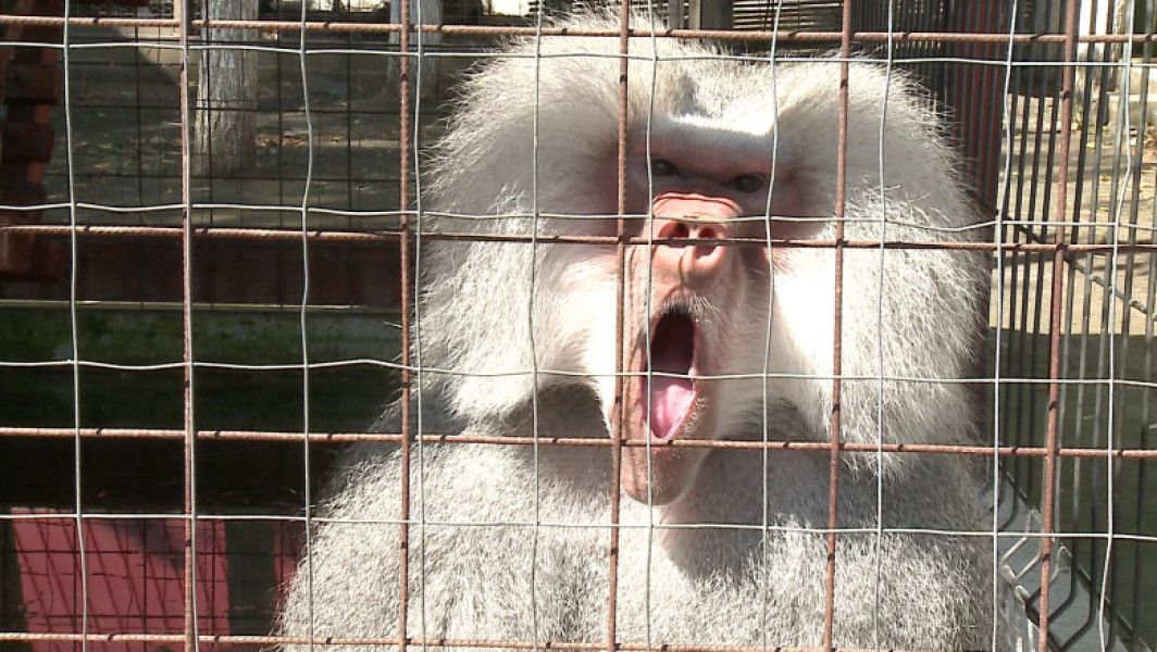 Scandalul babuinilor eutanasiați continuă: directorul Grădinii Zoologice din Nurnberg a primit amenințări cu moartea