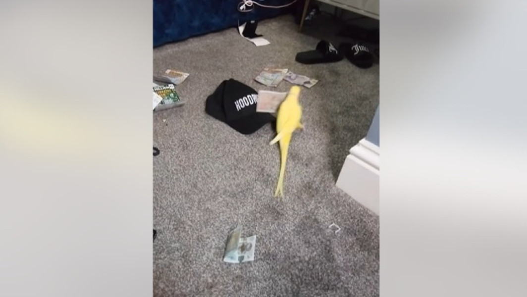 Un papagal vorbitor i-a ajutat pe polițiști să bage în închisoare o rețea de traficanți de droguri din Marea Britanie
